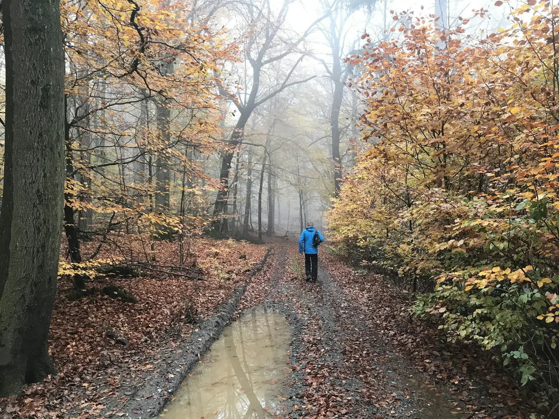 A person walking on an autumn woodland path